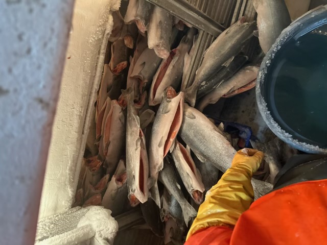 Fresh salmon catch stored on deck, iced and ready for market