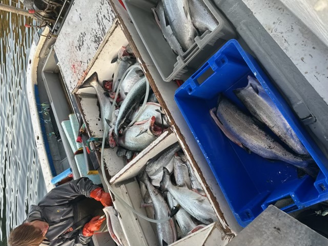 Two crew members holding up a salmon on a hook line at dusk